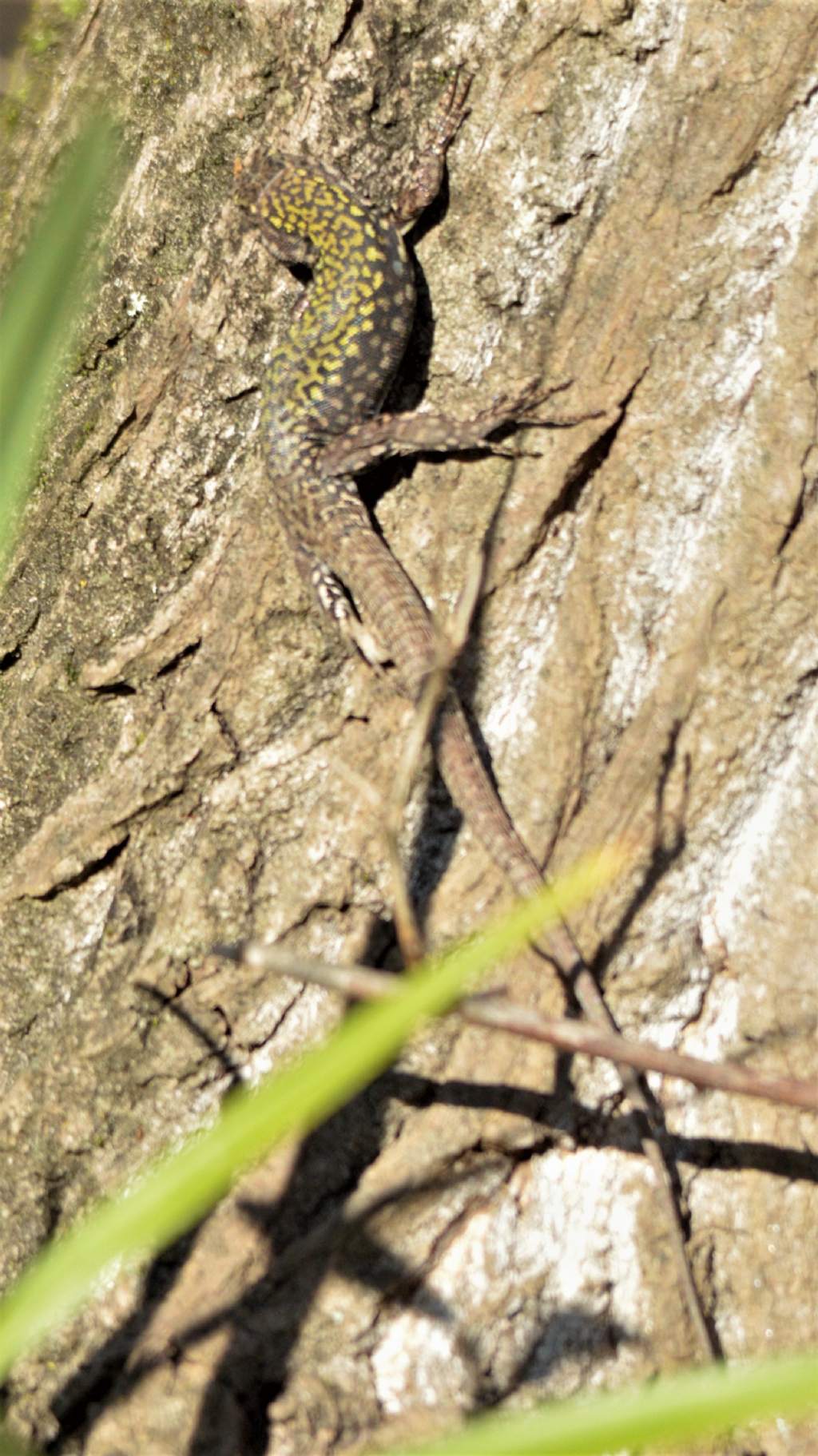 Lucertola da ID: Podarcis muralis, maschio